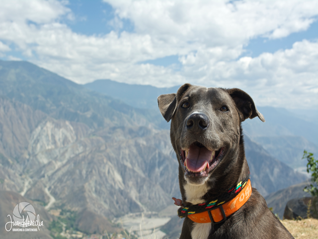 El ICA actualiza requisitos para la salida y entrada de mascotas al país 