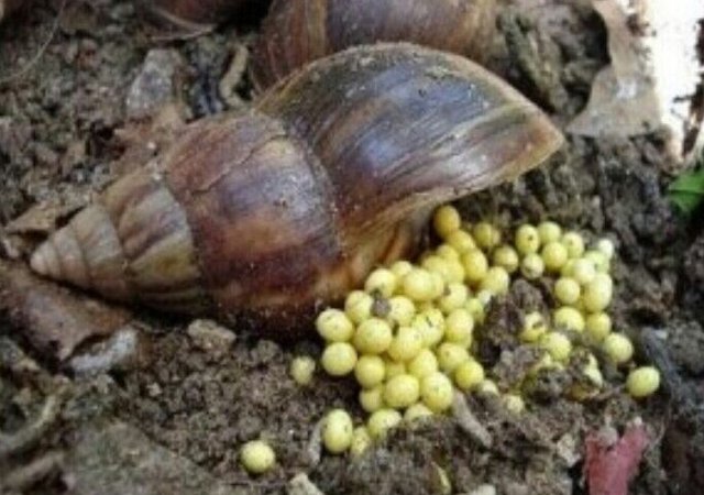 El ICA capacitó a técnicos y profesionales sobre identificación, manejo y control de caracol gigante africano 