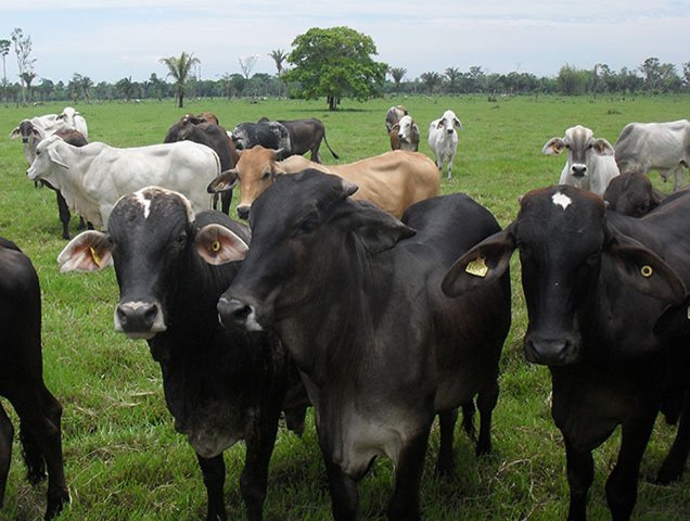 El ICA invita a los ganaderos a inmunizar a sus animales contra la Rabia en el próximo ciclo de vacunación de aftosa 
