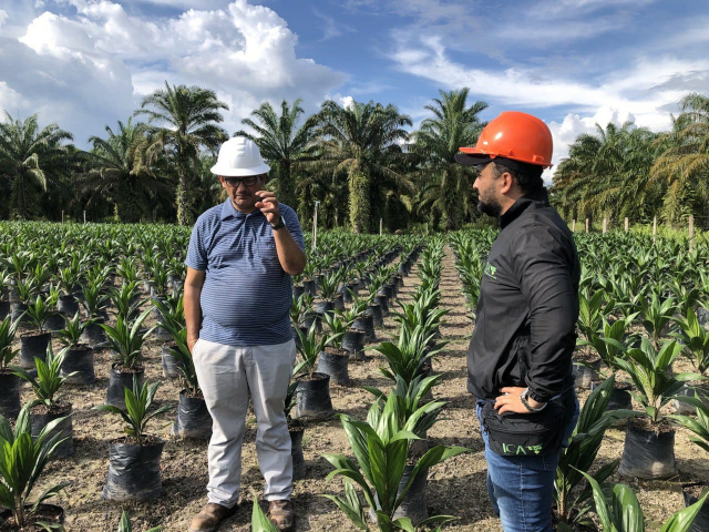 En Santander, el ICA inspecciona viveros para descartar enfermedades de control oficial
