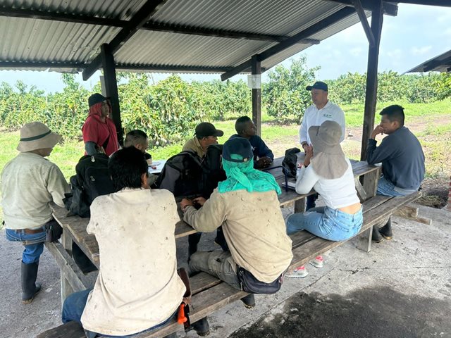 Plan de talleres para prevenir enfermedades en aguacate