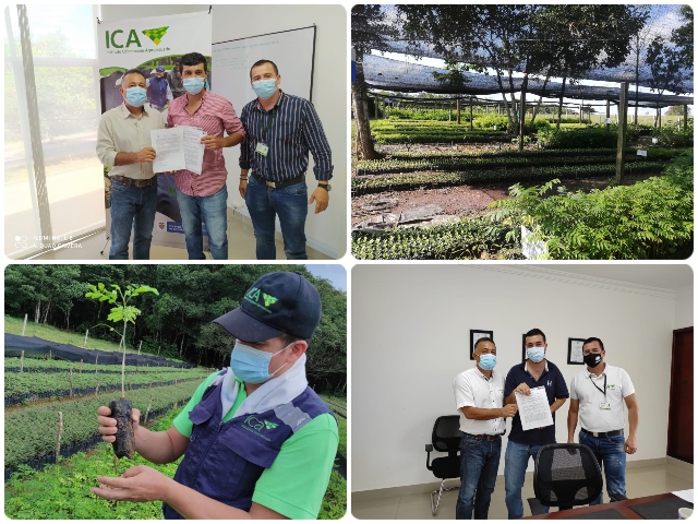 ICA Guaviare vigila la producción y comercialización de material de propagación vegetal