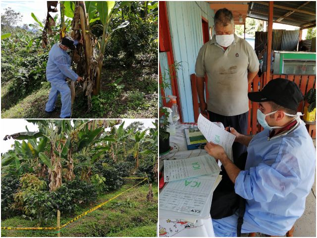 El ICA en Cundinamarca protege las plantaciones de plátano y banano 