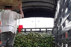 Foto-aguacate-Montes-de-Maria01.jpg