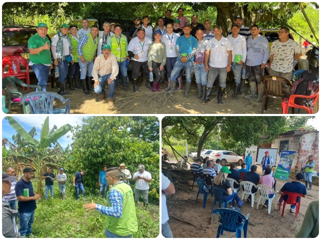 Productores de Norte de Santander se capacitan en el manejo del cultivo del plátano