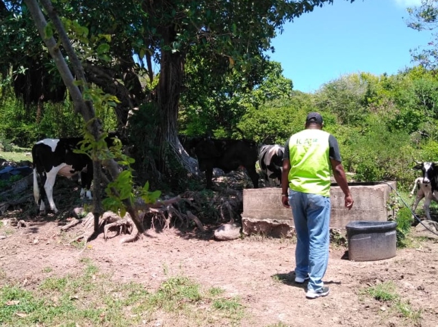 Con el acompañamiento y supervisión del ICA, las islas de San Andrés, Providencia y Santa Catalina se mantienen libres de fiebre aftosa
