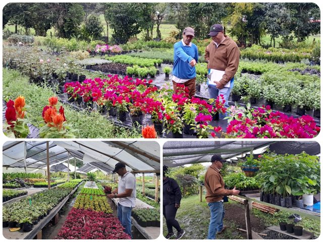 Visitas de prevención y control que promueven el cumplimiento normativo en viveros del Valle del Cauca