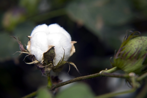 Algodón colombiano autorizado para ingresar a Guatemala