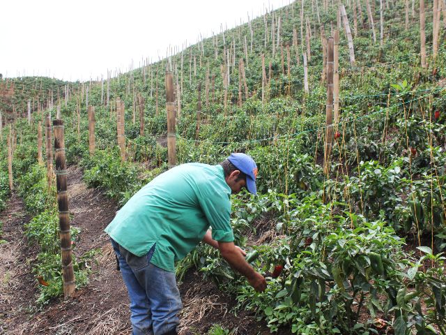 Productores del Quindío se capacitan en manejo seguro y eficiente de los insumos agrícolas 