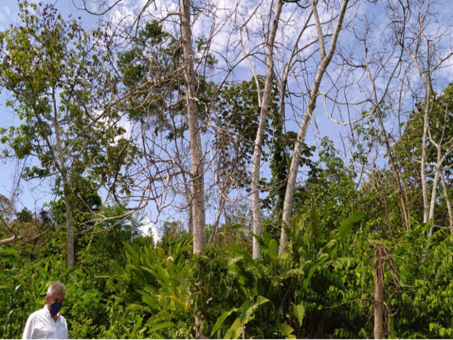 En Sucre, el ICA realiza vigilancia fitosanitaria en predios de aguacate 
