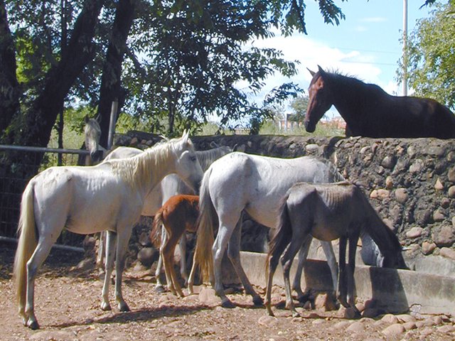 ICA detecta foco de Encefalitis Equina Venezolana EEV