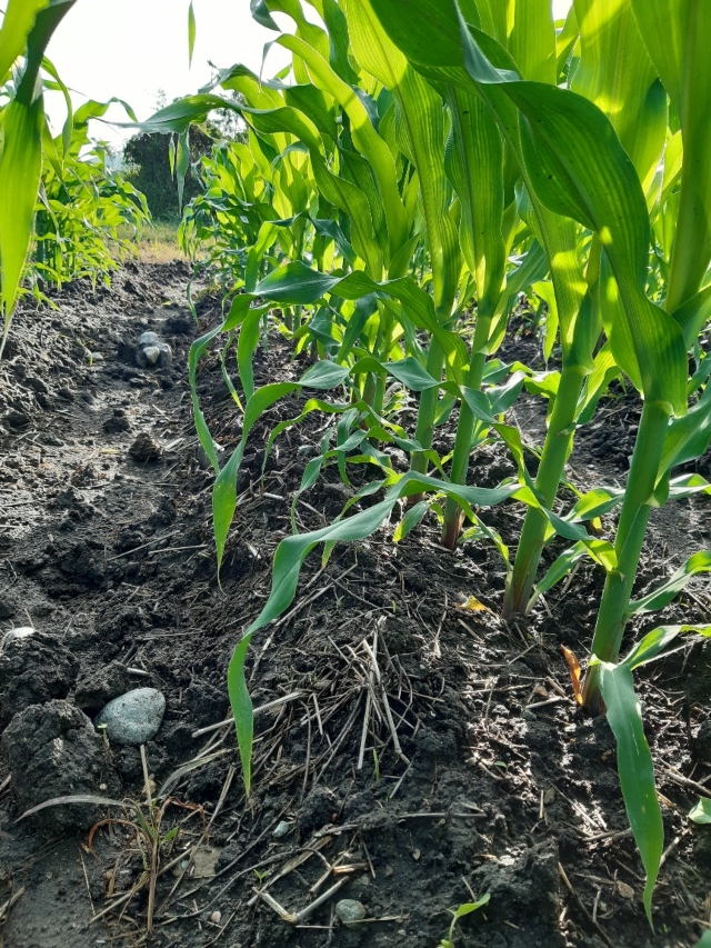 Foto-ICA-Cultivos-de-maiz-arroz-y-sorgo-en-Cesar-1.jpg Foto-ICA-Cultivos-de-maiz-arroz-y-sorgo-en-Cesar-1.jpg