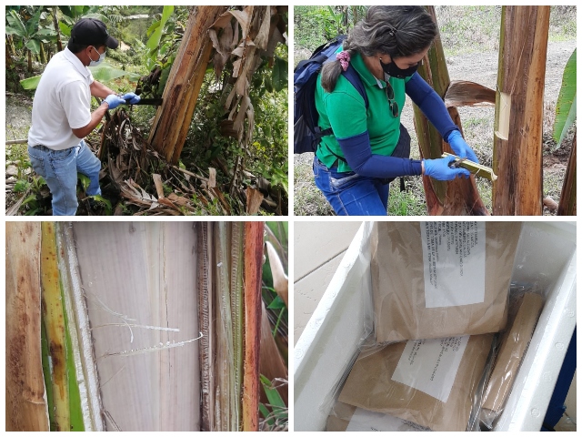 Toma de muestras de material vegetal de plátano y banano.