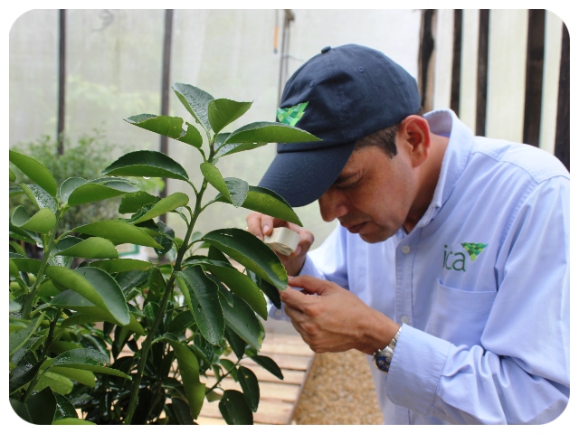 Predios productores. 