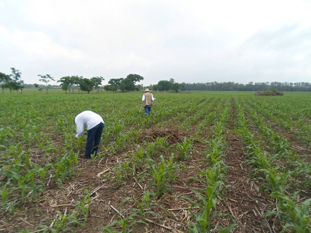 El ICA continúa brindando su apoyo a los cultivadores de maíz