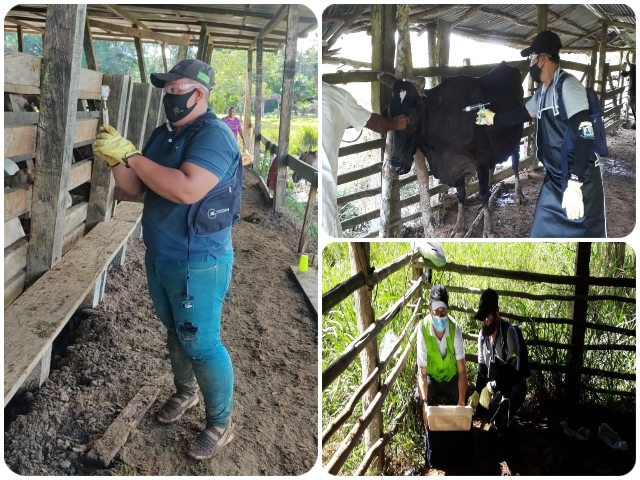 En el Guaviare el ICA supervisa predios vacunados contra la fiebre aftosa y brucelosis bovina en el primer ciclo de vacunación 2021