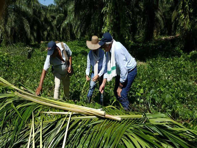 El ICA y Cenipalma hicieron  brigada fitosanitaria en los cultivos de palma de aceite afectados por la pudrición del cogollo en Magdalena 