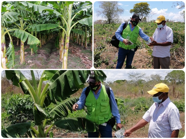 Supervisión cultivos de plátano y banano