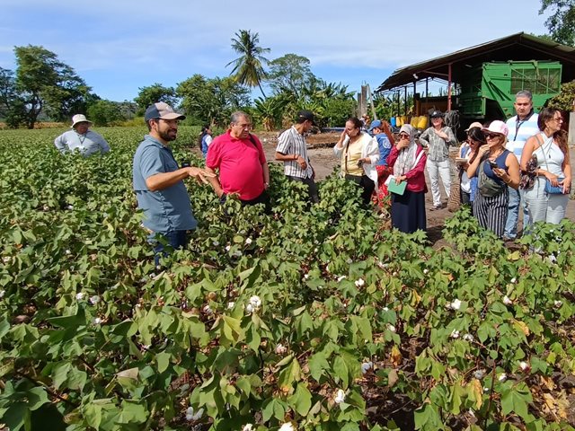 ICA participó en jornada del Programa +Algodón para fortalecer la producción algodonera en el Tolima 