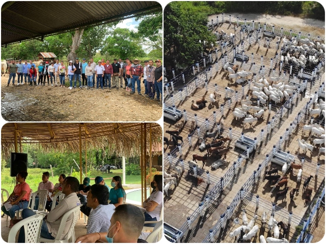 En Cundinamarca el ICA da acciones para una ganadería competitiva