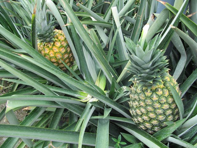 Productores de Piña Gold de Bolívar cerca de la certificación en BPA