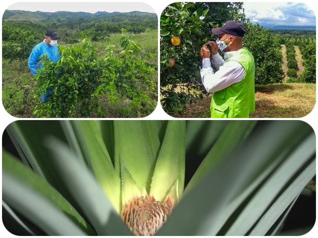 Actualización de normatividad para la exportación de vegetales frescos