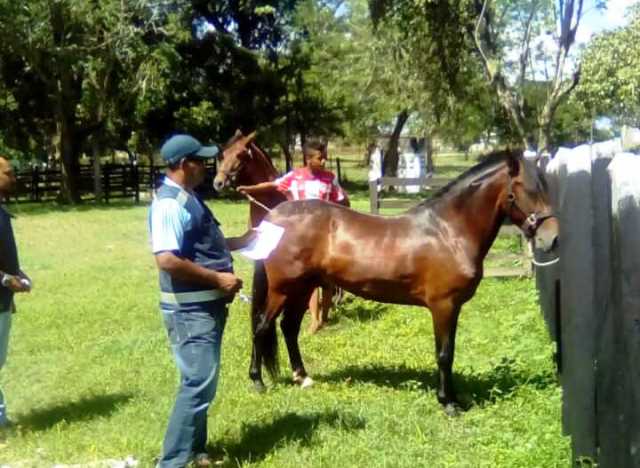Inicia recepción de animales para la 43ª Feria Agroindustrial Ganadera y Equina Grado A, Sabanalarga 2017