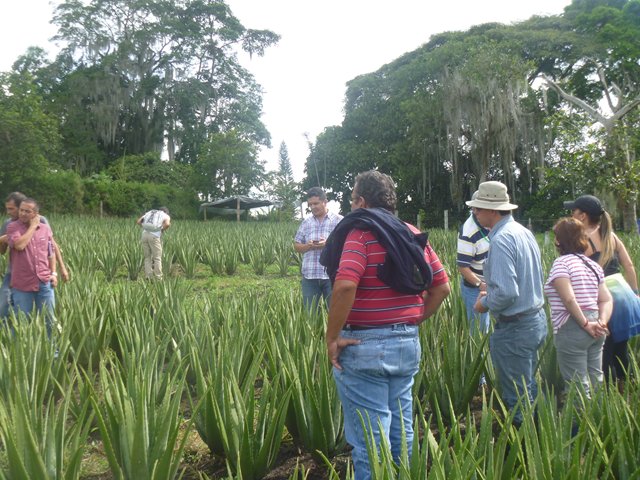 Cultivos de sábila ganan terreno en Risaralda