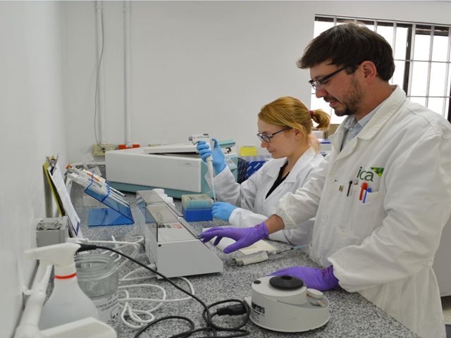 El ICA confirma experticia en la detección del HLB por resultados de pruebas interlaboratorio presentadas con Aphis