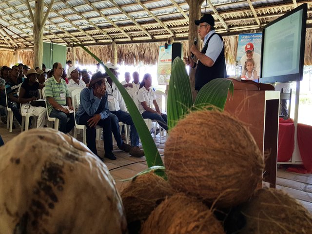 El ICA socializa el manejo y control de las principales plagas en los cultivos de coco del país
