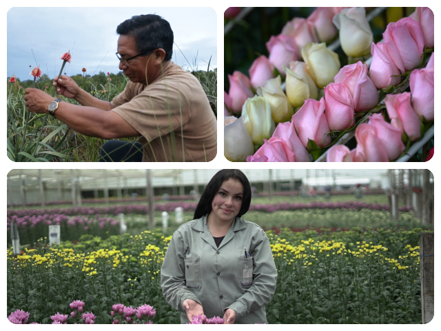  En San Valentín: Las flores de Colombia empiezan a llegar a las manos de los ciudadanos del mundo con total normalidad