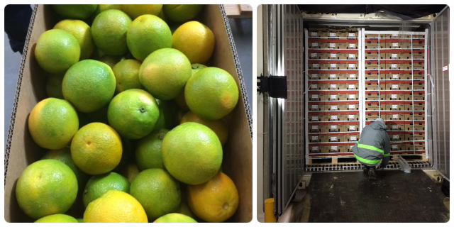 Calidad e inocuidad en cargamento de naranjas dulces con destino a Puerto Rico