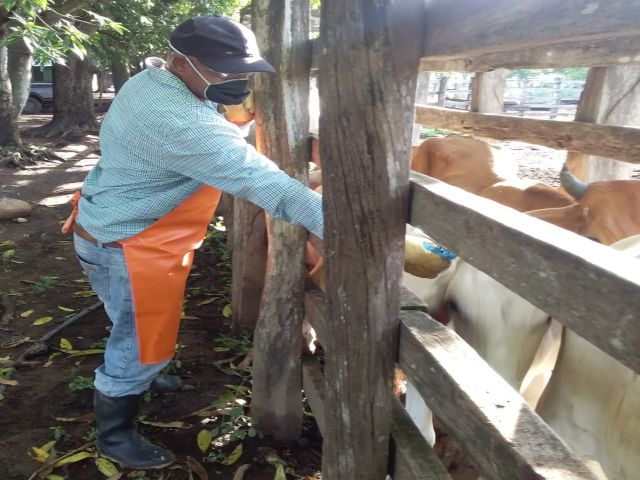 Todo está listo para el inicio del II ciclo de vacunación contra la aftosa y la brucelosis bovina 
