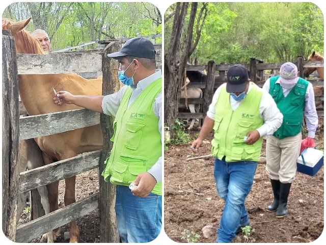  Équidos de La Guajira son protegidos contra la encefalitis equina venezolana 