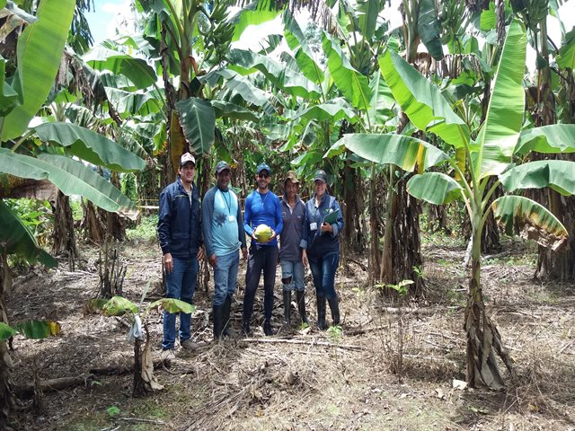 El ICA capacita a productores agrícolas sobre el uso de insumos y control de plagas en cultivos de plátano 