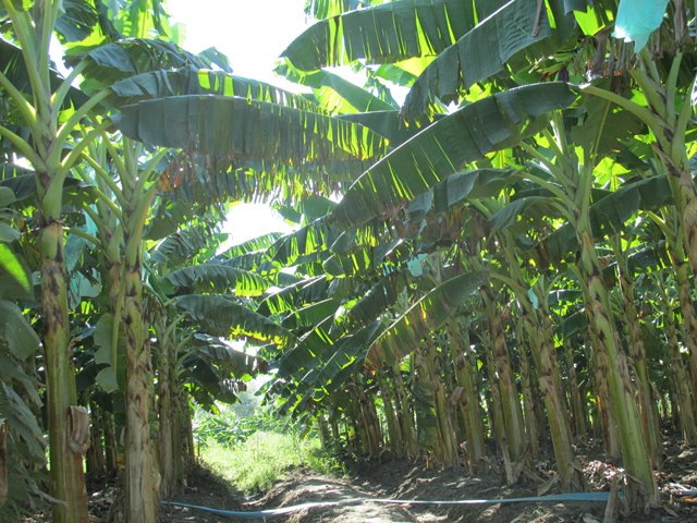 ICA realiza vigilancia y monitoreo fitosanitario a cultivos de plátano en el norte de Nariño