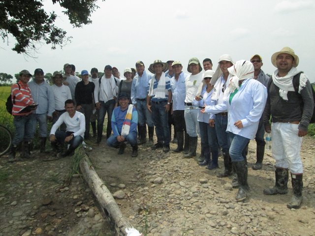 El ICA definió las actividades para garantizar la calidad fitosanitaria del arroz