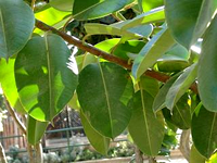 Se amplía plazo a consulta de proyecto que establece requisitos para áreas productoras de semilla de caucho