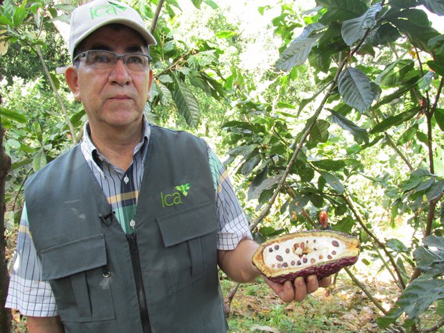 El ICA presente en foro cacaotero en el Meta