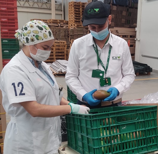 Foto-ICA-Mango-de-exportacion-1.jpg