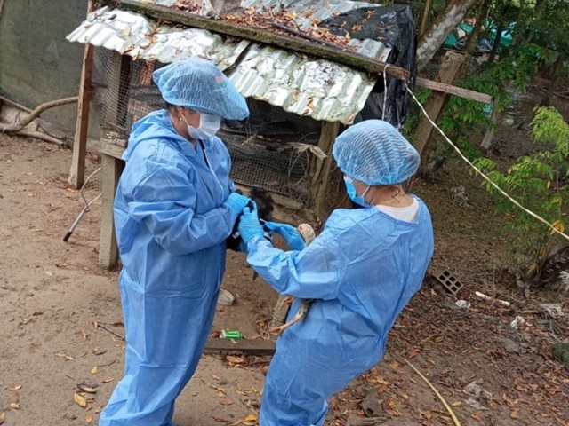 El ICA refuerza la vigilancia epidemiológica en Arauca para garantizar la sanidad avícola