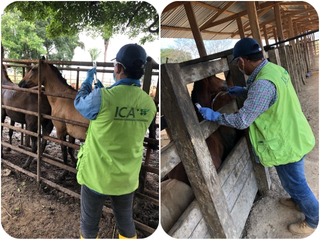 El ICA y productores de Arauca priorizan la sanidad equina del departamento