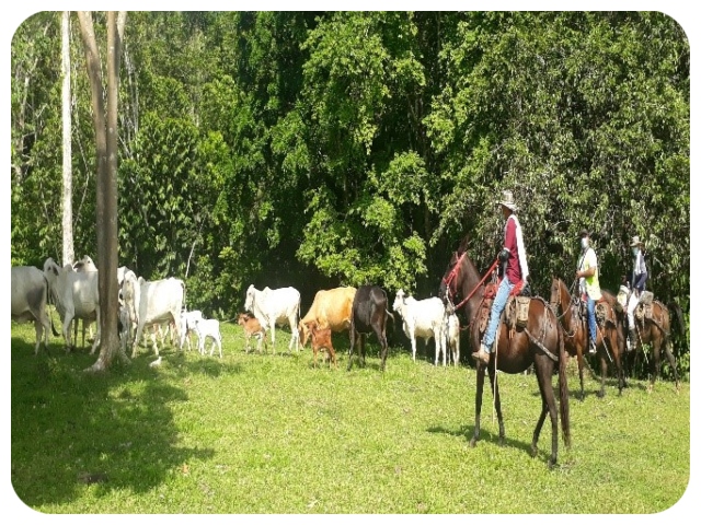 Para proteger la sanidad pecuaria en el Chocó, el ICA adelanta vigilancia epidemiológica en predios de alto y bajo riesgo