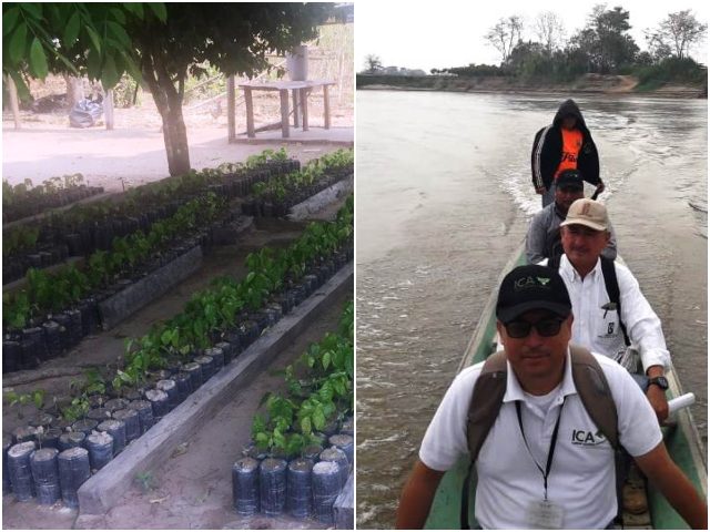 Cacao y plátano de Arauca con calidad fitosanitaria certificada por el ICA 