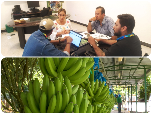 Reunión en pro de la sanidad del cultivo de plátano y banano