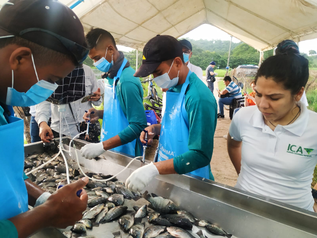 Vacunación de peces.