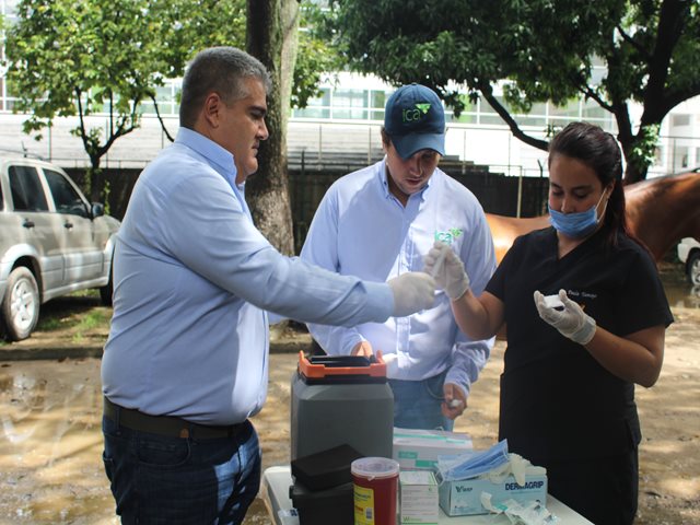 El ICA en el Huila trabaja por preservar la salud de los équidos durante las festividades de San Pedro 