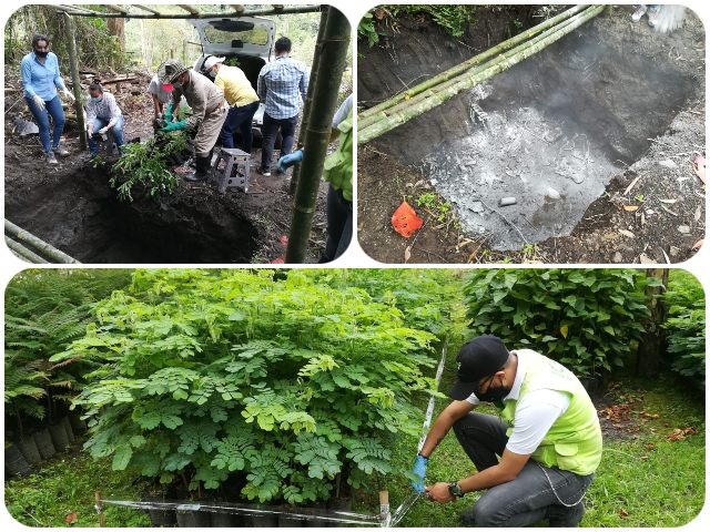 El ICA intervino más de 11 mil plantas de Cortolima