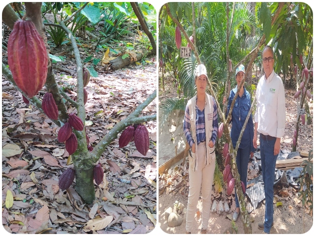 Productores de Arauca apuestan por cosechas sanas y de calidad 
