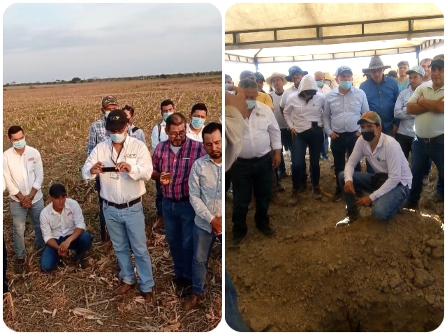 En Meta, capacitación y acompañamiento a productores de maíz para alta productividad  